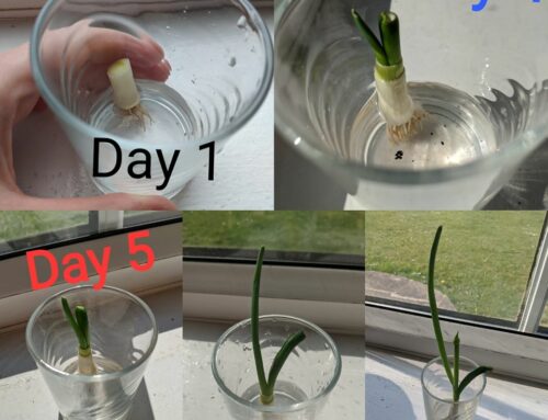 Investigate Thursdays – Growing spring onions